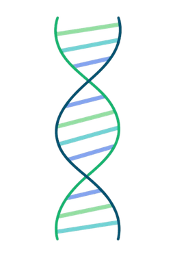 The Double Helix